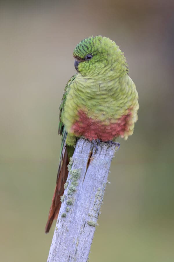 A wild Austral Conure perches on a post