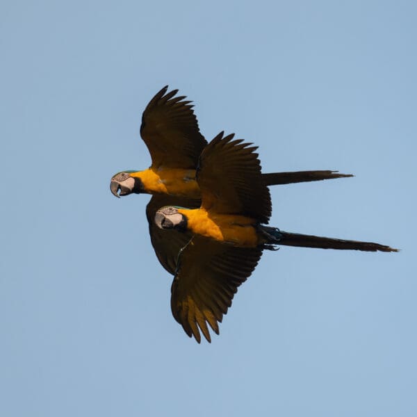 Wild Blue-and-yellow Macaws fly in tandem