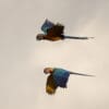 © Corey Raffel Wild Blue-and-yellow Macaws soar