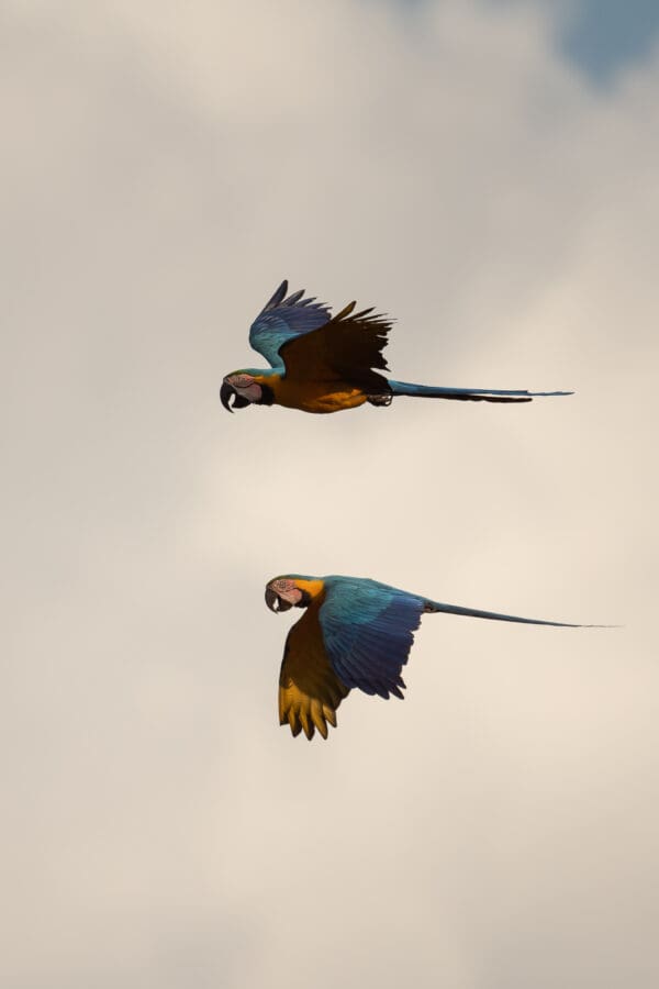Wild Blue-and-yellow Macaws soar