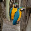 © Corey Raffel Wild Blue-and-yellow Macaws perch atop a snag