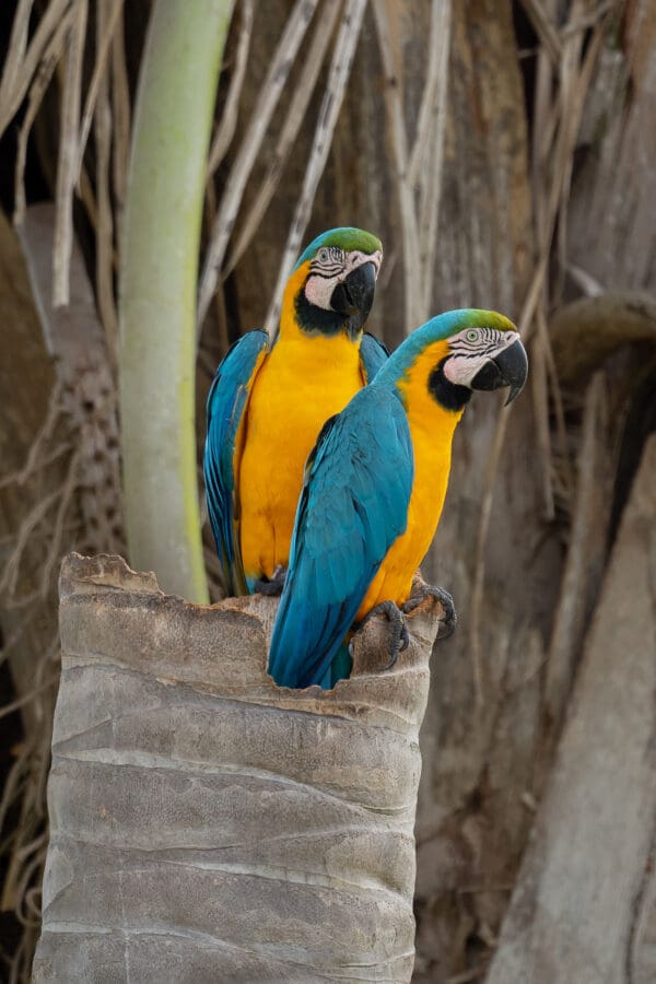 Wild Blue-and-yellow Macaws perch atop a snag