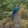 © Corey Raffel Wild Blue-and-yellow Macaws perch atop a snag
