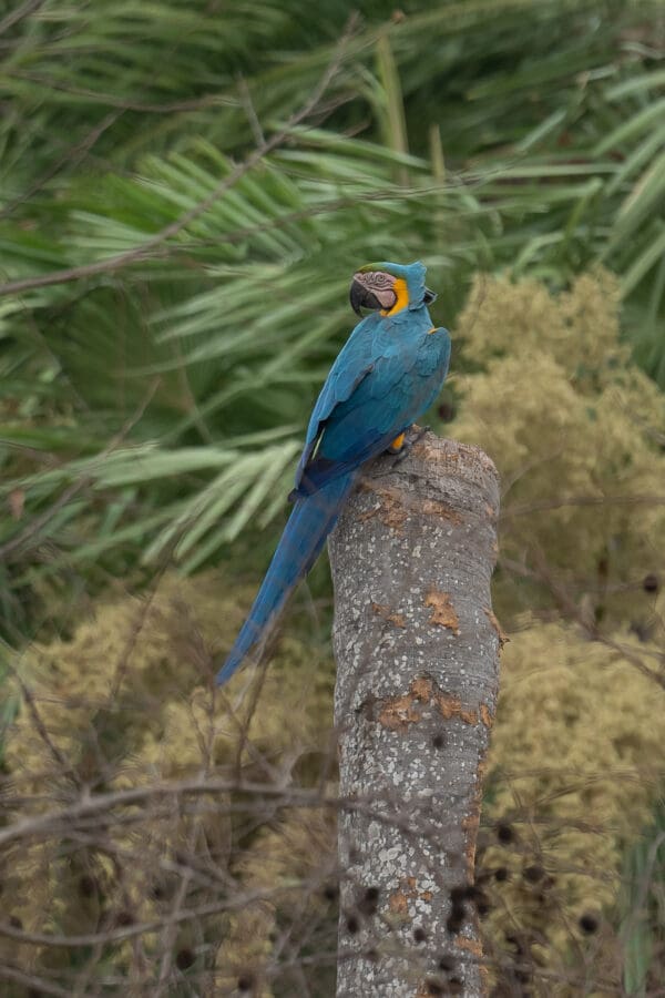Wild Blue-and-yellow Macaws perch atop a snag