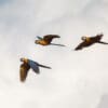 © Corey Raffel Wild Blue-and-yellow Macaws in flight