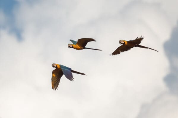 Wild Blue-and-yellow Macaws in flight
