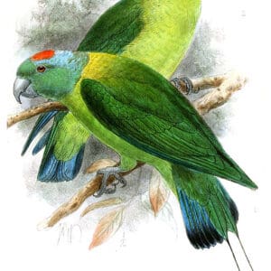 Blue-winged Racquet-tailed Parrot