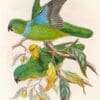 Illustration of Blue-collared Parrots