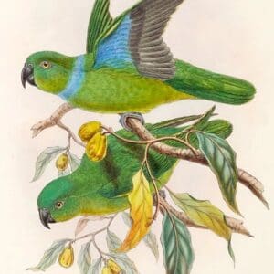 Illustration of Blue-collared Parrots