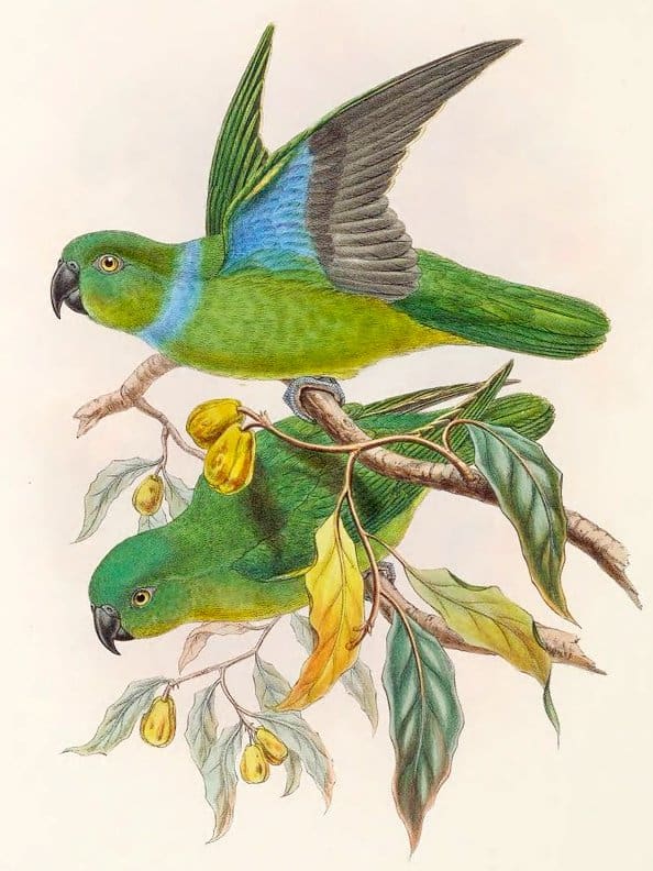 Illustration of Blue-collared Parrots