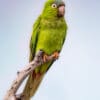 A wild Blue-crowned Conure perches on a branch