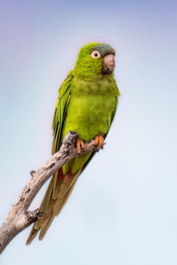 A wild Blue-crowned Conure perches on a branch