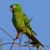 A wild Blue-crowned Conure perches in a tree