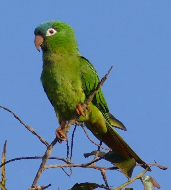 A wild Blue-crowned Conure perches in a tree