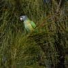 A wild Blue-crowned Conure perches in a tree