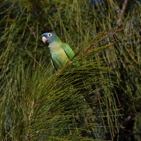 A wild Blue-crowned Conure perches in a tree
