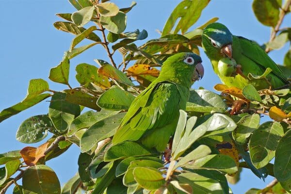 Wild Blue-crowned Conures forage in a tree