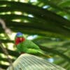A wild Blue-crowned Lorikeet perches on a palm leaf