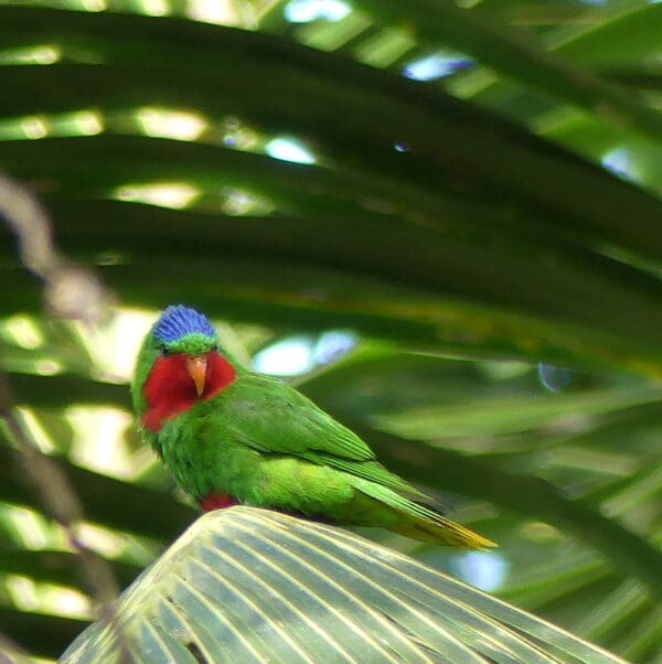 A wild Blue-crowned Lorikeet perches on a palm leaf