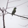 A wild Blue-crowned Racquet-tailed Parrot calls from its perch