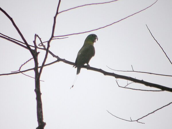 A wild Blue-crowned Racquet-tailed Parrot calls from its perch