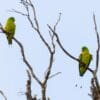 Wild Blue-crowned Racquet-tailed Parrots perch in a tree