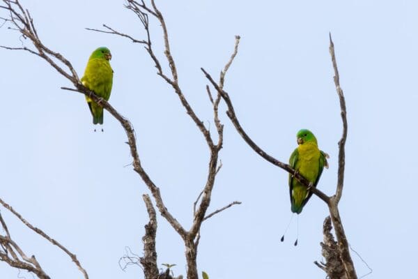 Wild Blue-crowned Racquet-tailed Parrots perch in a tree