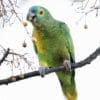 © Corey Raffel A wild Blue-fronted Amazon feeds on berries