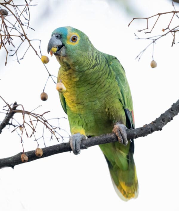 A wild Blue-fronted Amazon feeds on berries