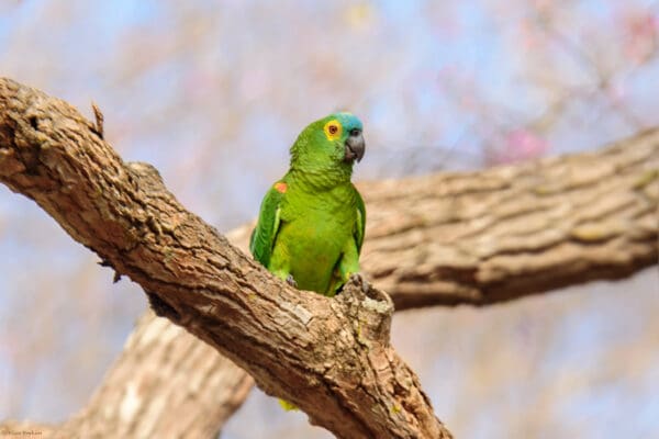 A wild Blue-fronted Amazon perches on a limb