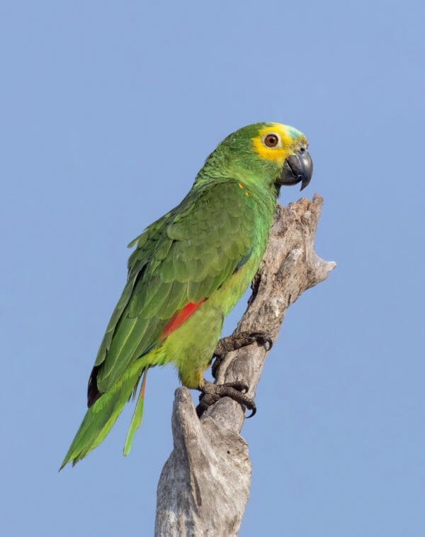 A wild Blue-fronted Amazon perches on a branch