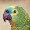 © Charles J. Sharp, CC BY-SA 4.0 via Wikimedia Commons A closeup of a Blue-fronted Amazon