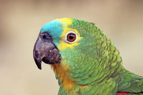 A closeup of a Blue-fronted Amazon