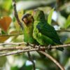 Wild Blue-fronted Parrotlets cuddle on a branch