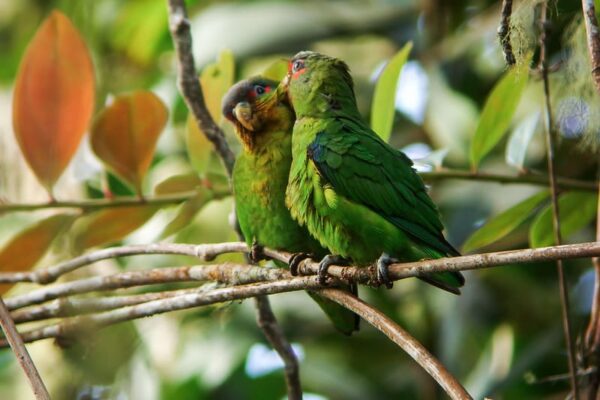 Wild Blue-fronted Parrotlets cuddle on a branch