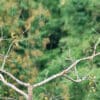 Wild Blue-headed Macaws perch in a tree