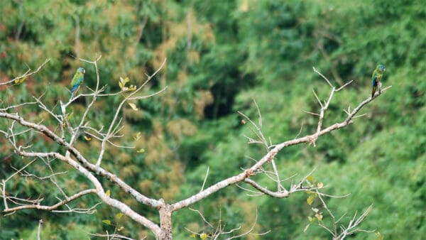 Wild Blue-headed Macaws perch in a tree