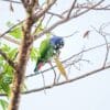 A wild Blue-headed Parrot feeds high in a tree