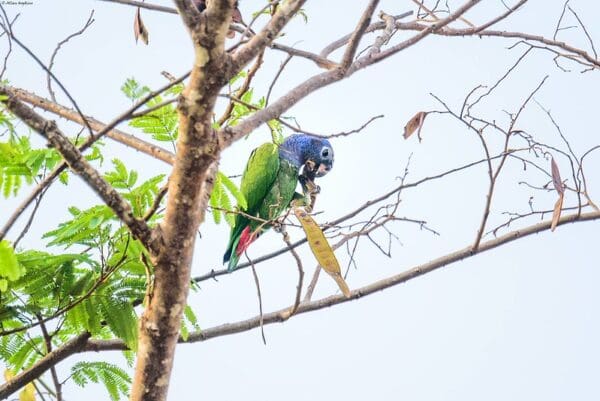 A wild Blue-headed Parrot feeds high in a tree
