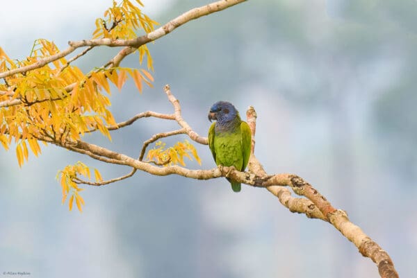 A wild Blue-headed Parrot perches in a tree