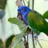 A wild Blue-headed Parrot perches in a tree