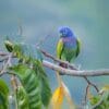A wild Blue-headed Parrot perches on a branch