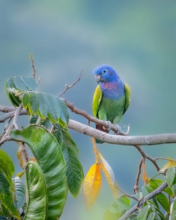 A wild Blue-headed Parrot perches on a branch