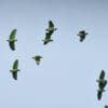 Wild Blue-headed Parrots in flight