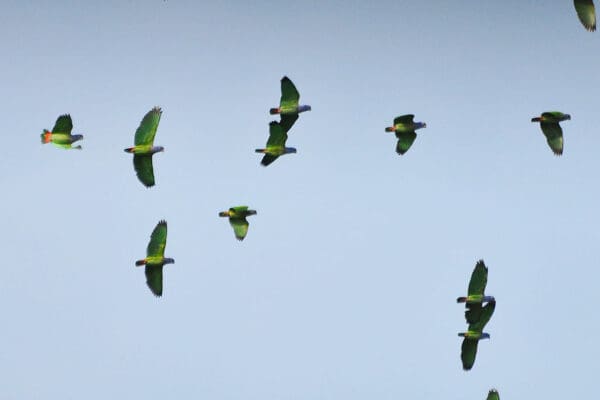 Wild Blue-headed Parrots in flight