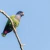 A wild Blue-headed Parrot perches on a branch
