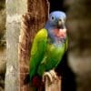A Blue-headed Parrot perches on a tree trunk