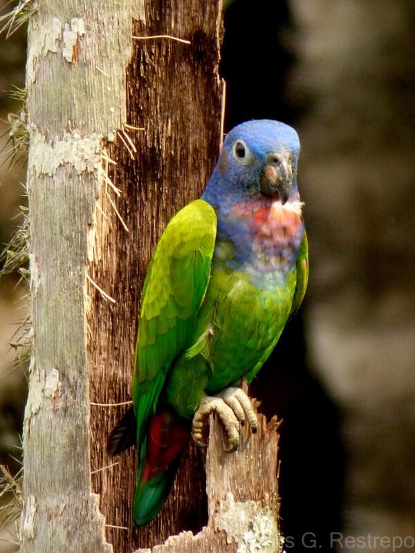 A Blue-headed Parrot perches on a tree trunk