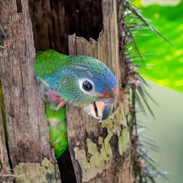 A wild juvenile Blue-headed Parrot peers out of a nest cavity
