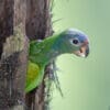 A wild juvenile Blue-headed Parrot peeks out of a nest cavity